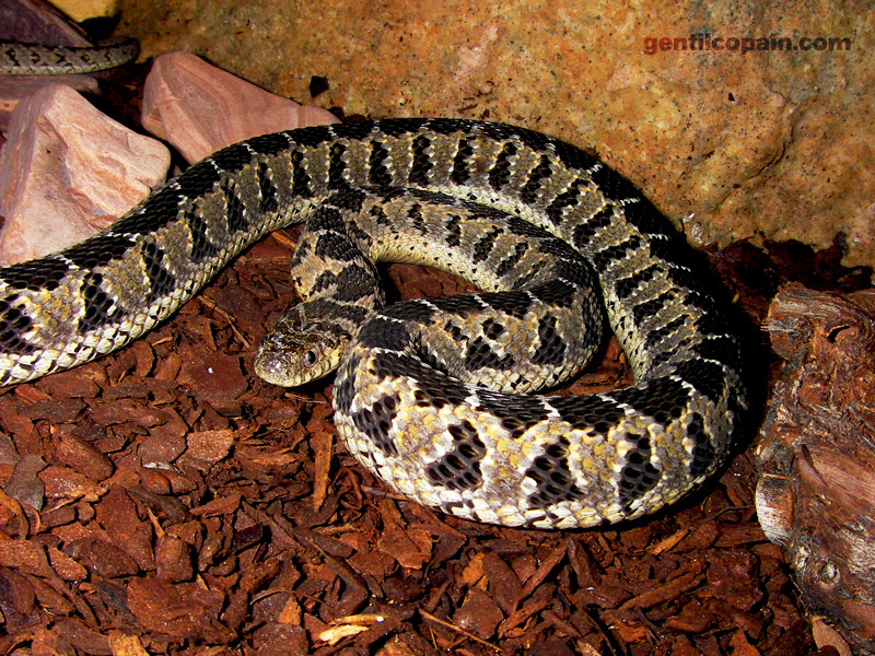 Dasypeltis scabra photo par Lilo Gentilcopain