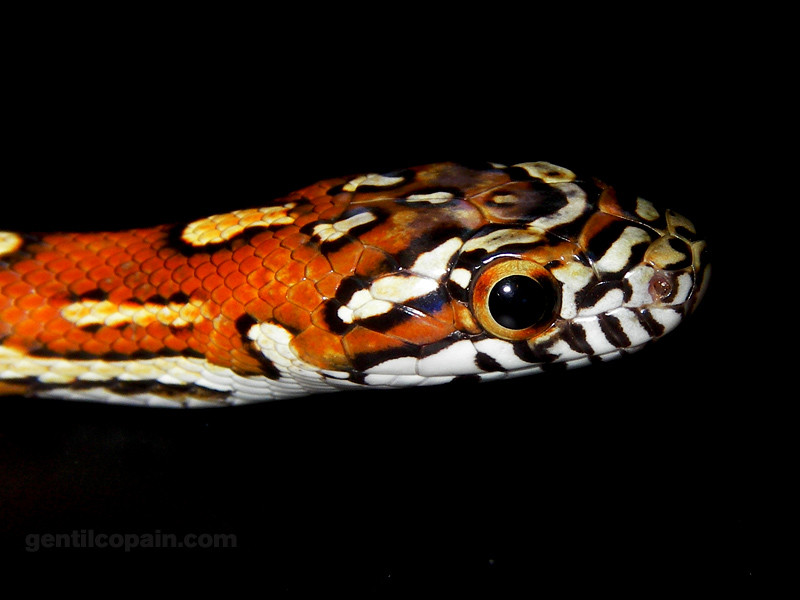 Photos: Pantherophis x Lampropeltis photo par Lilo Gentilcopain