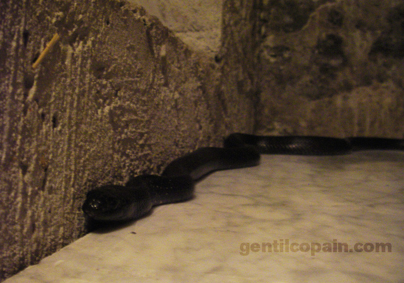 Lampropeltis getulus nigritus photo par Lilo Gentilcopain