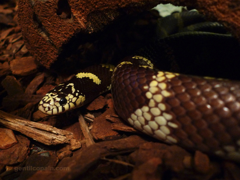 Lampropeltis getulus californae photo par Lilo Gentilcopain