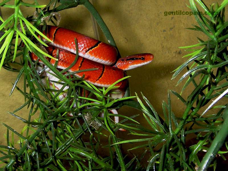 Oreocryptophis porphyracea ssp. photo par Lilo Gentilcopain