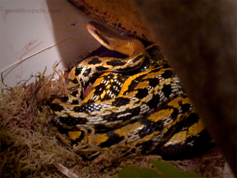 Orthriophis taeniura ssp photo par Lilo Gentilcopain