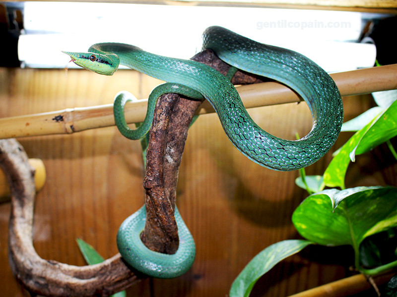 Gonyosoma boulengeri photo par Lilo Gentilcopain