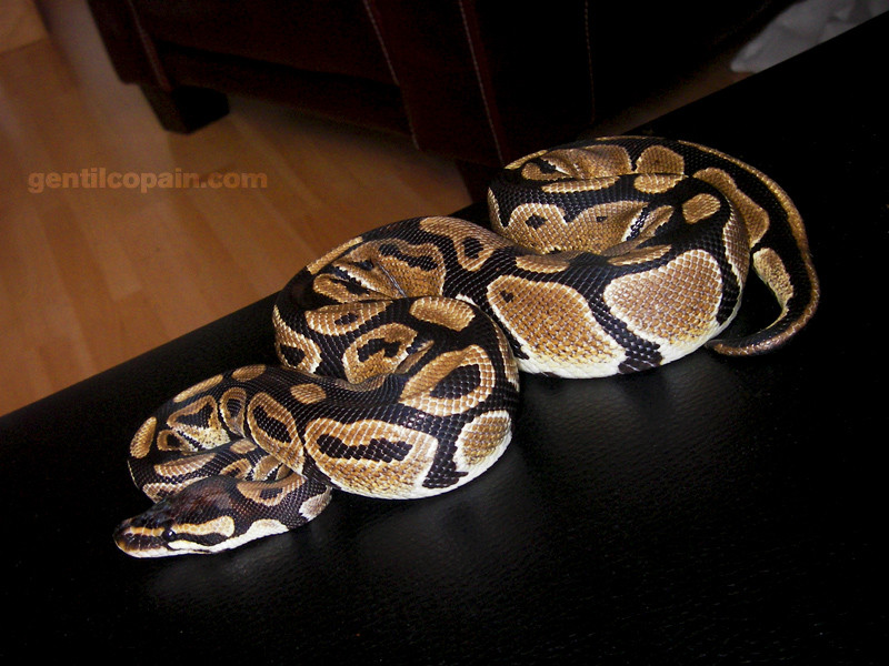 Python regius photo par Lilo Gentilcopain