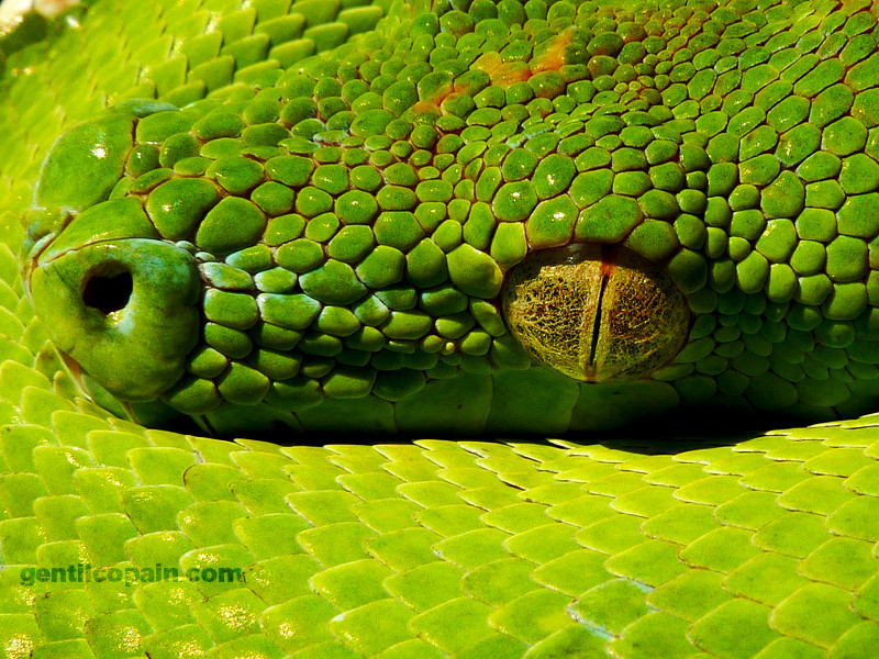 Photos: Morelia viridis aru photo par Lilo Gentilcopain