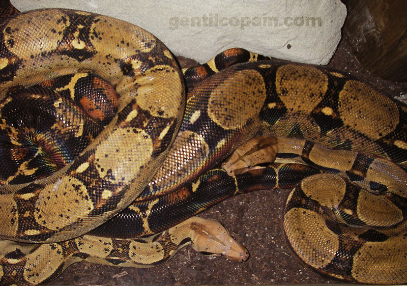 Photos: Boa Constrictor Imperator photo par Lilo Gentilcopain