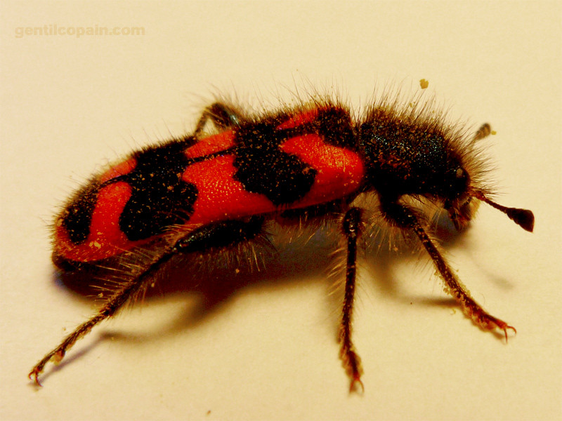 Cleridae photo par Lilo Gentilcopain