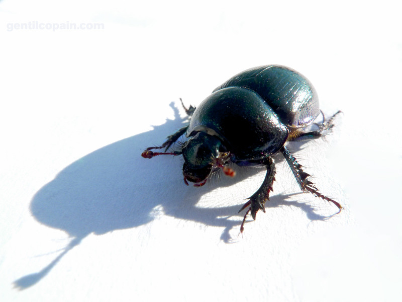Geotrupes vernalis photo par Lilo Gentilcopain
