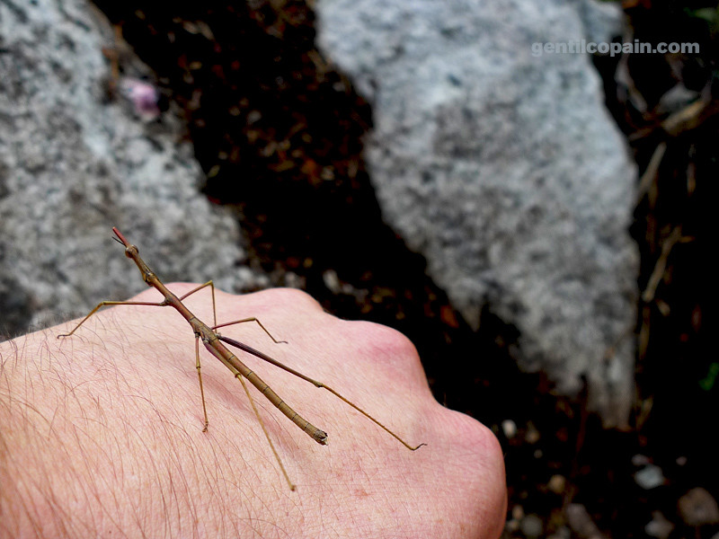 Proscopiidae Cephalocoema ssp. photo par Lilo Gentilcopain