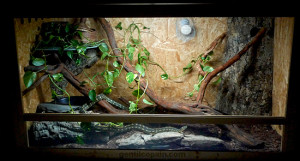 Les reptiles photo par Lilo Gentilcopain