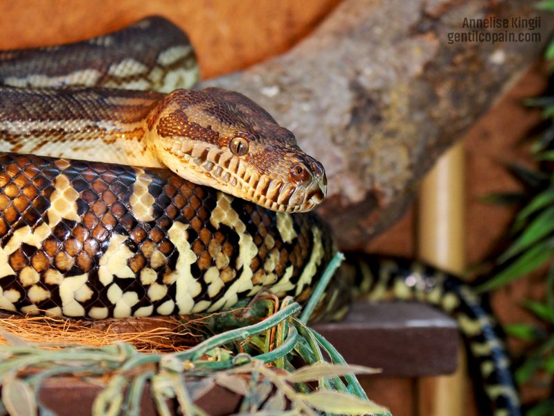 Photos: Morelia bredli photo par Lilo Gentilcopain