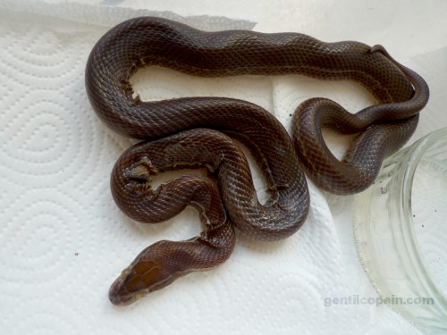 Guérison d’un serpent mordu par un rongeur photo par Lilo Gentilcopain