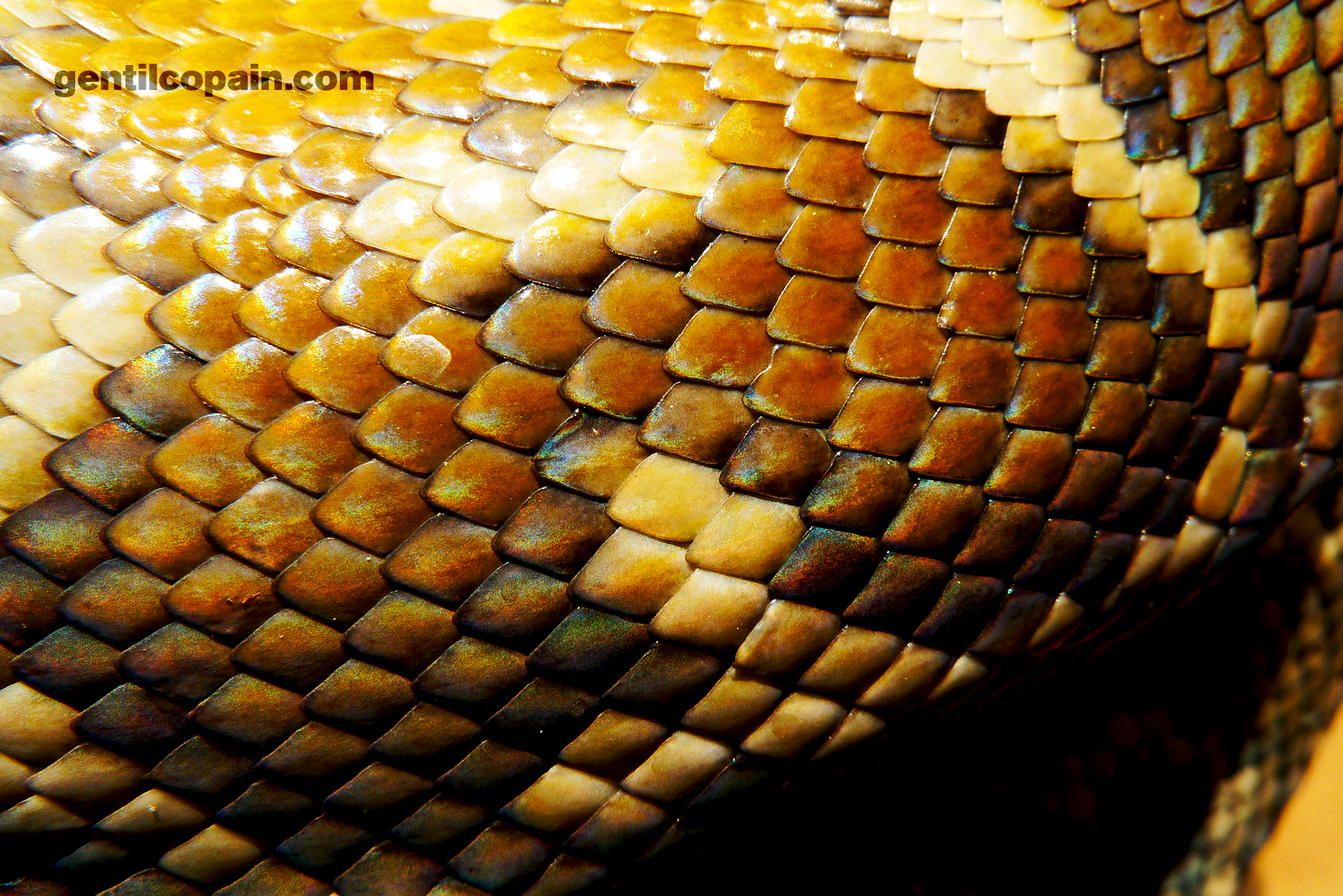 Morelia spilota harrisoni Close up on Spilota scales