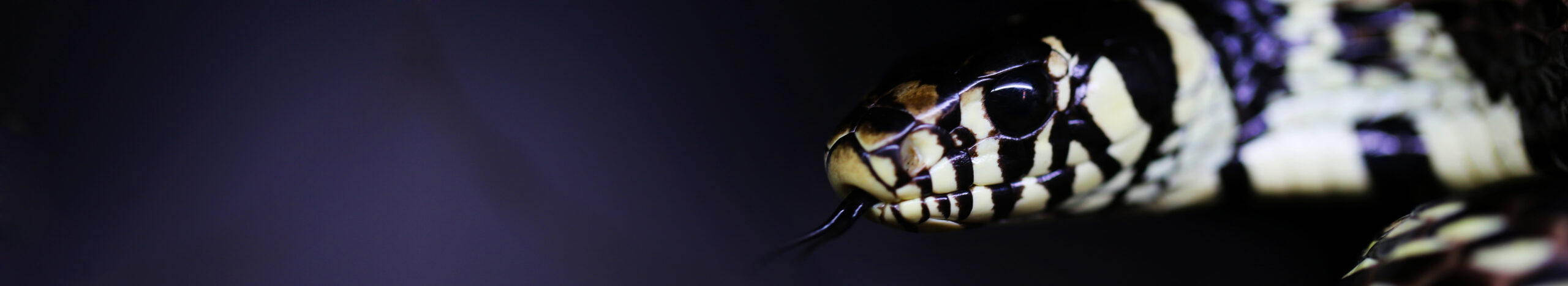 Spilotes pullatus Serpent des poulaillers